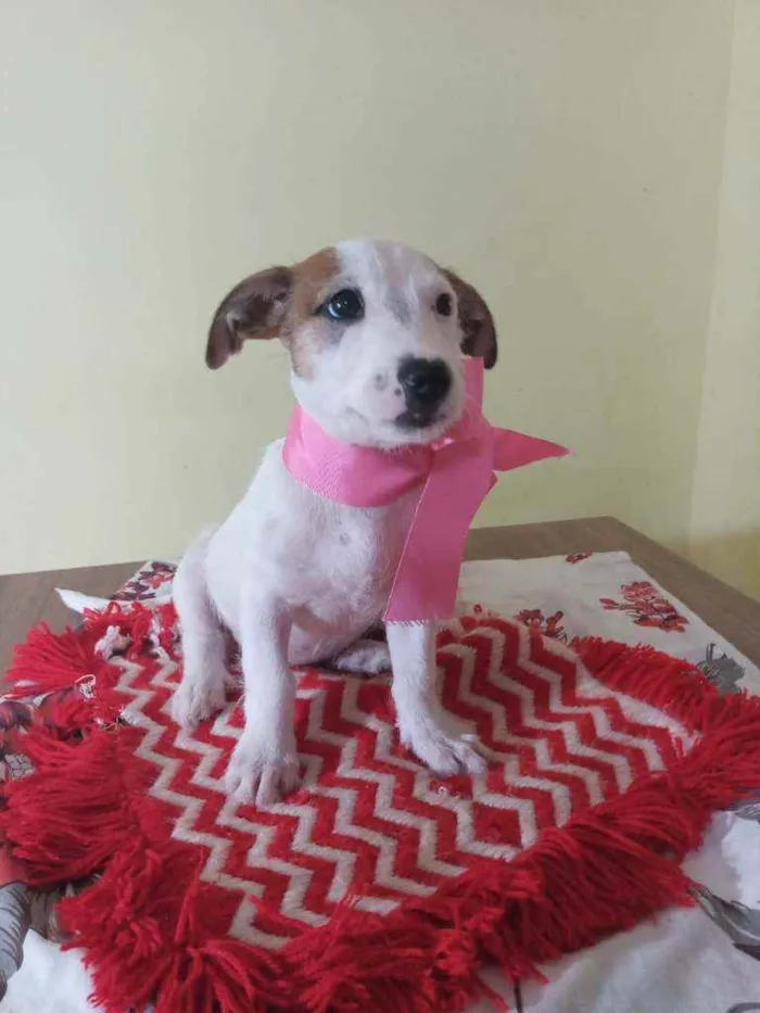 Cachorro raça Srd idade Abaixo de 2 meses nome Chanel