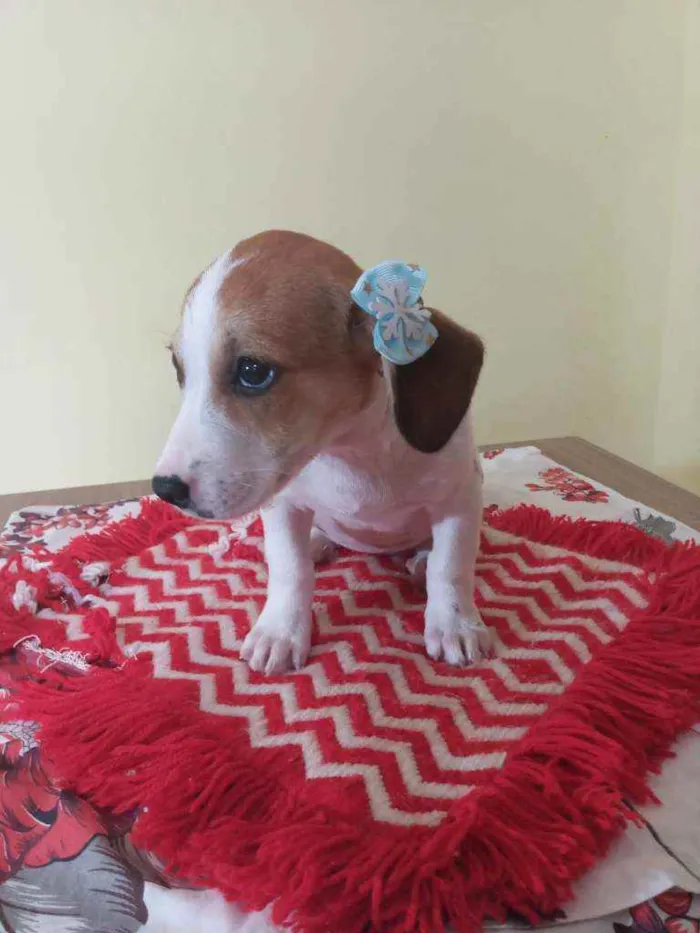 Cachorro raça Srd idade Abaixo de 2 meses nome Tiffany 