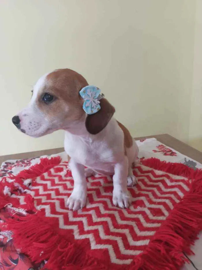 Cachorro raça Srd idade Abaixo de 2 meses nome Tiffany 