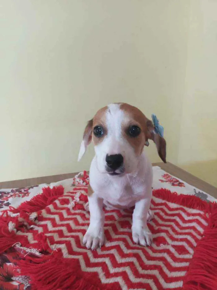 Cachorro raça Srd idade Abaixo de 2 meses nome Tiffany 