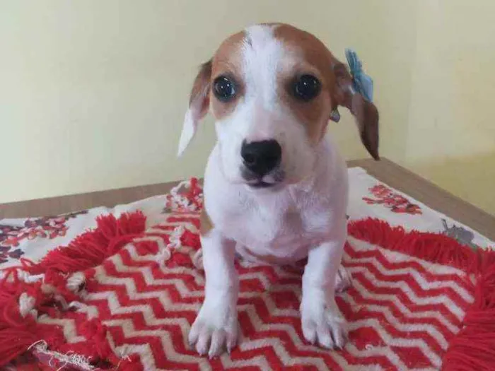 Cachorro raça Srd idade Abaixo de 2 meses nome Tiffany 