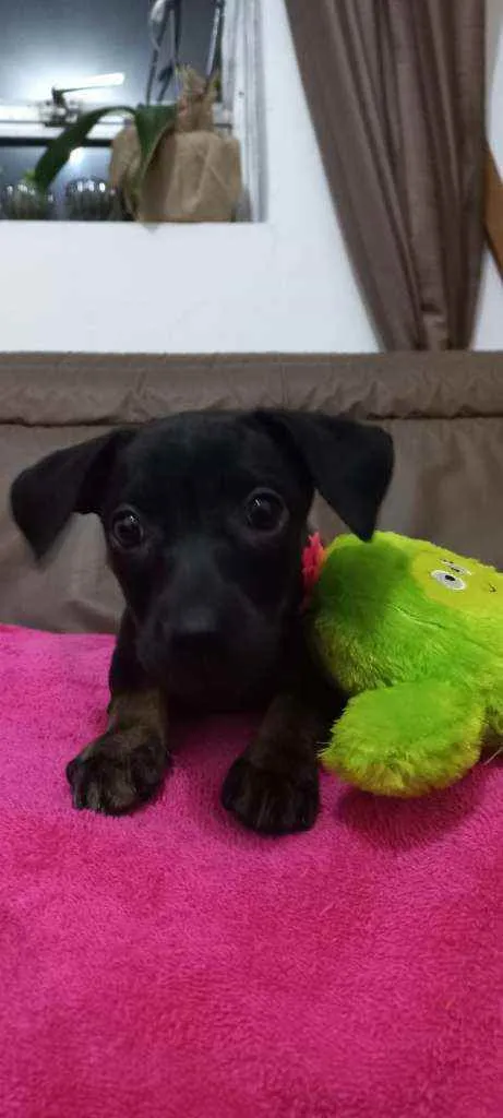 Cachorro raça Srd idade Abaixo de 2 meses nome Nala