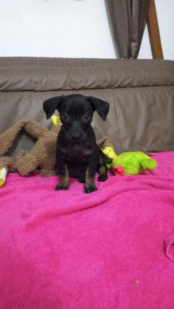 Cachorro raça Srd idade Abaixo de 2 meses nome Nala