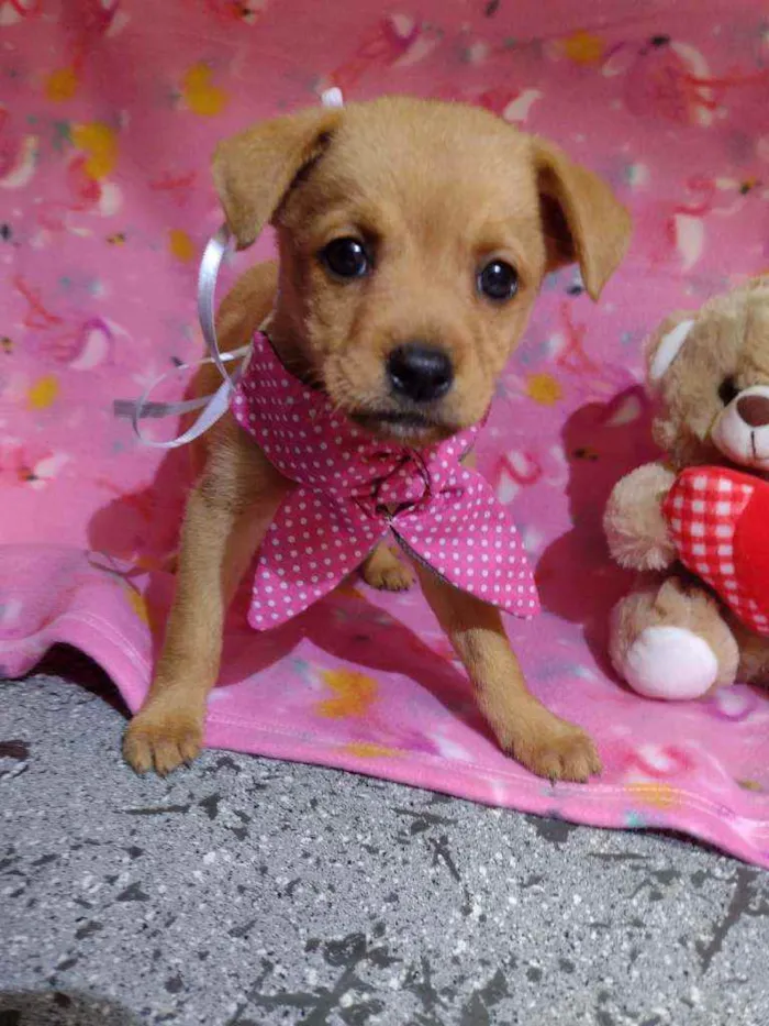 Cachorro raça Srd idade Abaixo de 2 meses nome Olivia