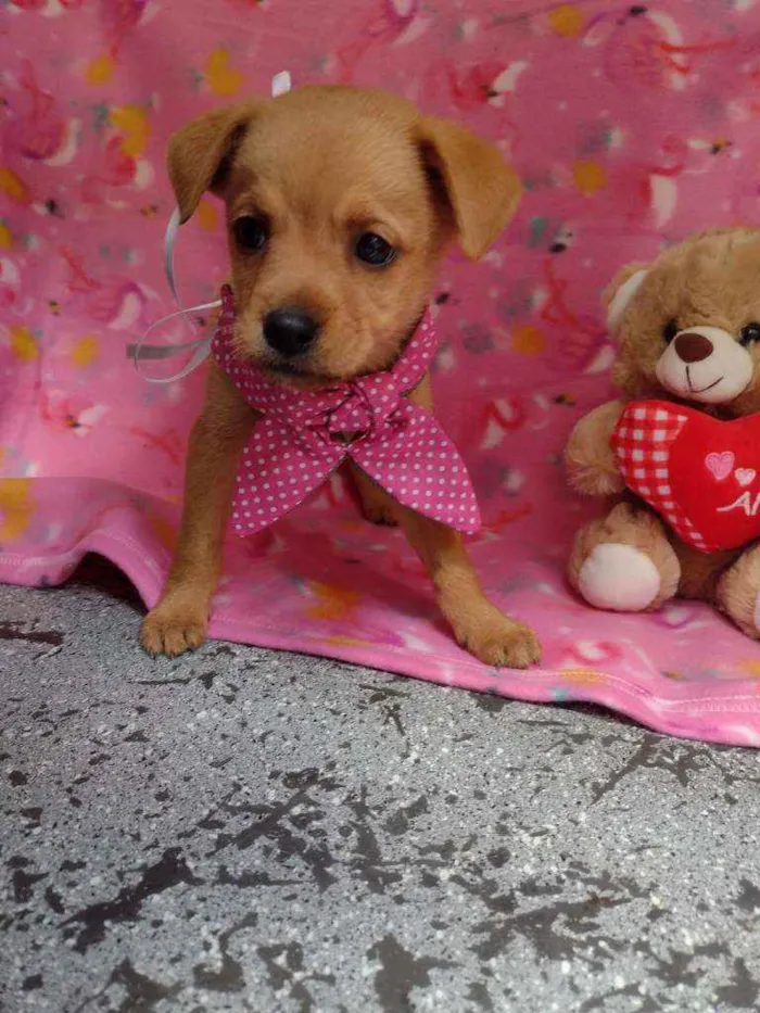 Cachorro raça Srd idade Abaixo de 2 meses nome Olivia