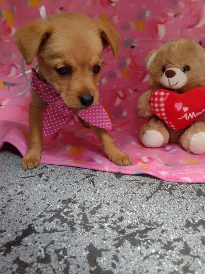 Cachorro raça Srd idade Abaixo de 2 meses nome Olivia