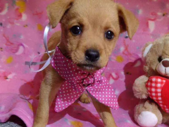 Cachorro raça Srd idade Abaixo de 2 meses nome Olivia