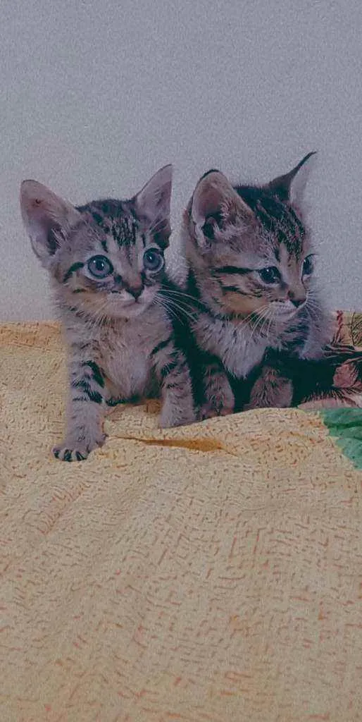 Gato ra a Vira lata  idade 2 a 6 meses nome Irmão fêmea e macho 