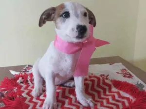 Cachorro raça Srd idade Abaixo de 2 meses nome Chanel