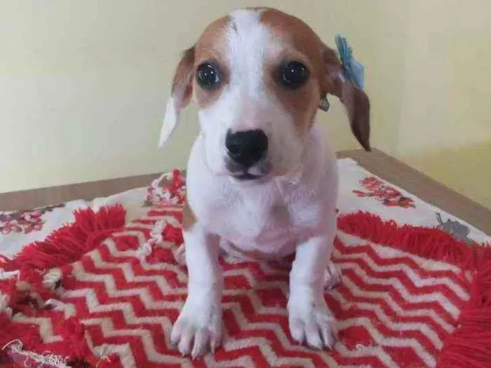 Cachorro raça Srd idade Abaixo de 2 meses nome Tiffany 