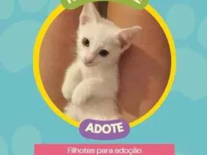 Cachorro raça SRD idade Abaixo de 2 meses nome Gatos