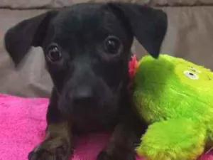 Cachorro raça Srd idade Abaixo de 2 meses nome Nala