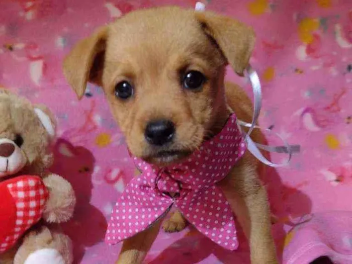 Cachorro raça Srd idade Abaixo de 2 meses nome Olivia