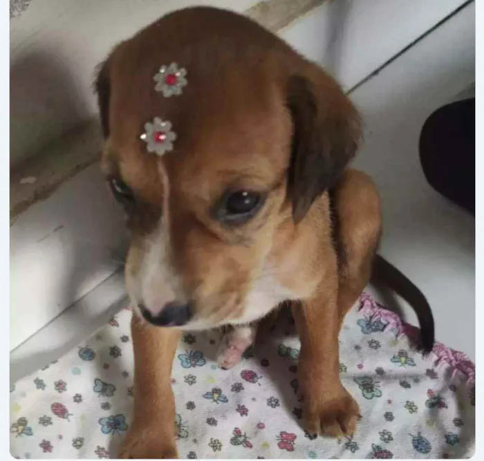 Cachorro ra a SRD idade Abaixo de 2 meses nome Blenda