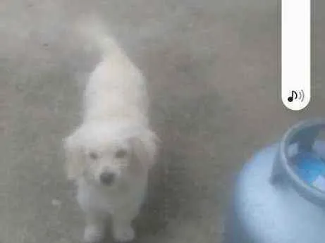 Cachorro raça Shitzu com Ilhasa = SRD idade 1 ano nome Nina