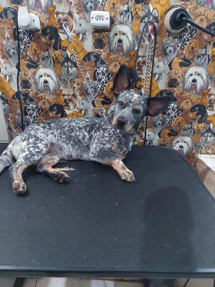 Cachorro raça Srd idade 1 ano nome Tigresa 