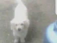 Cachorro raça Shitzu com Ilhasa = SRD idade 1 ano nome Nina