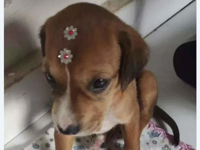 Cachorro ra a SRD idade Abaixo de 2 meses nome Blenda