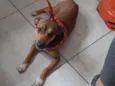 Cachorro raça Srd idade 1 ano nome Chaves