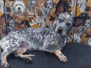 Cachorro raça Srd idade 1 ano nome Tigresa 