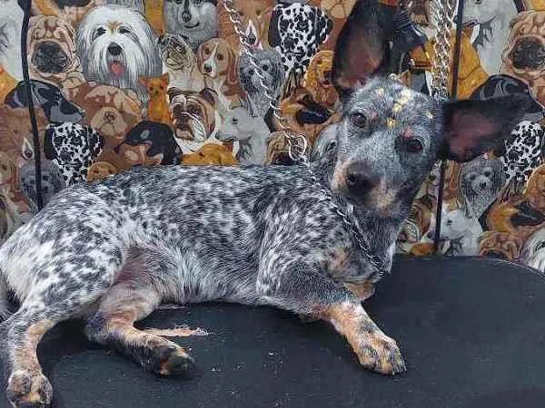 Cachorro raça Srd idade 1 ano nome Tigresa 