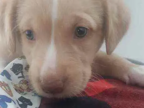 Cachorro raça Srd idade Abaixo de 2 meses nome Zeus