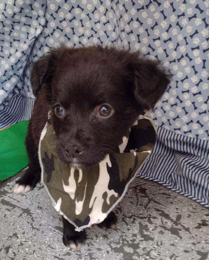 Cachorro raça Srd idade Abaixo de 2 meses nome Olavo