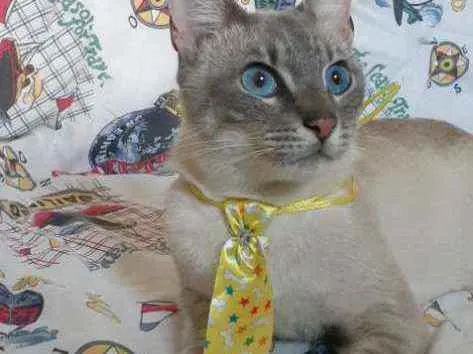 Gato raça Srd idade 1 ano nome Leo