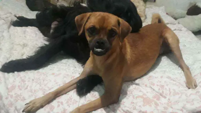 Cachorro raça Srd idade 7 a 11 meses nome Bruce