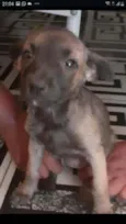 Laila