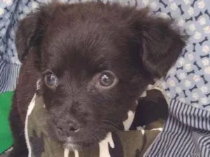 Cachorro raça Srd idade Abaixo de 2 meses nome Olavo