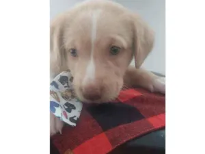 Cachorro raça Srd idade Abaixo de 2 meses nome Zeus