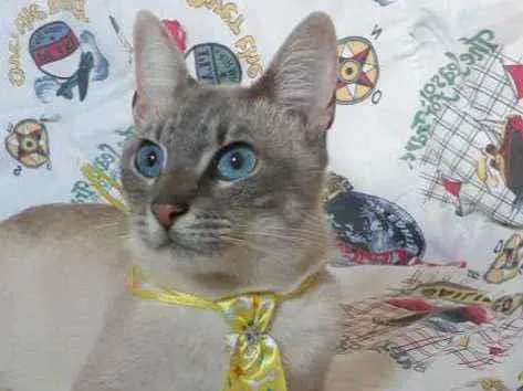 Gato raça Srd idade 1 ano nome Leo