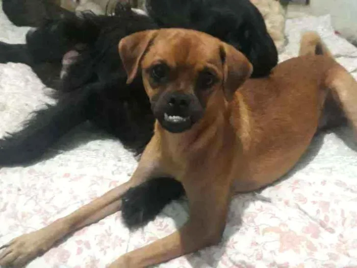 Cachorro raça Srd idade 7 a 11 meses nome Bruce