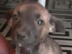 Cachorro raça Srd idade 2 a 6 meses nome Laila
