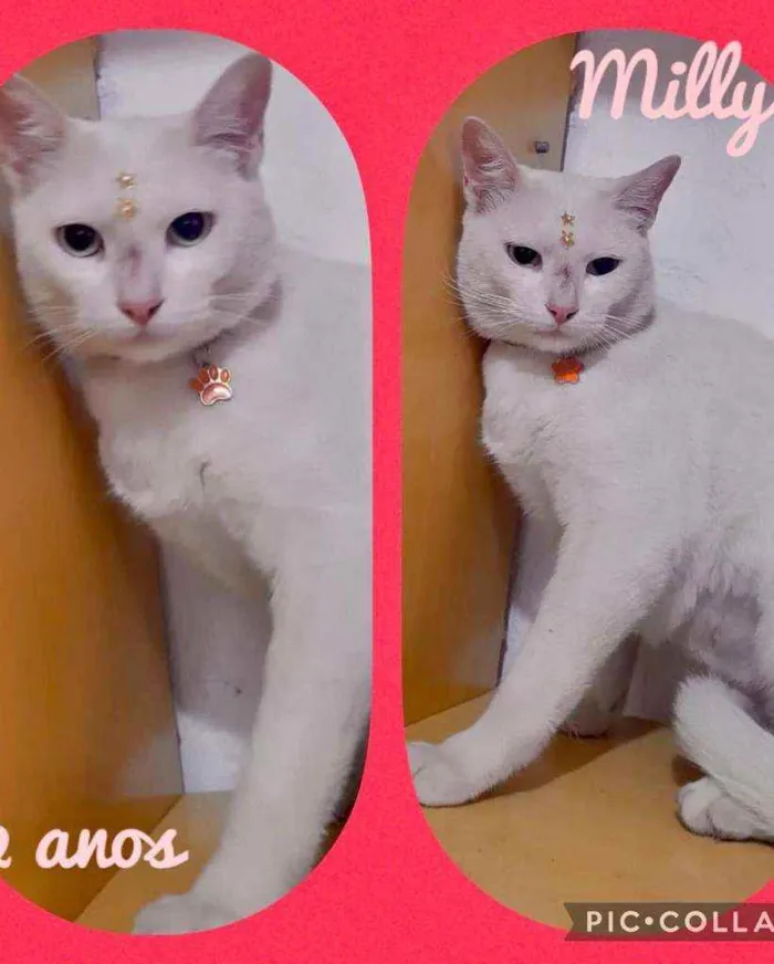 Gato raça SRD  idade Abaixo de 2 meses nome Lindos gatinhos 