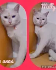 Lindos gatinhos