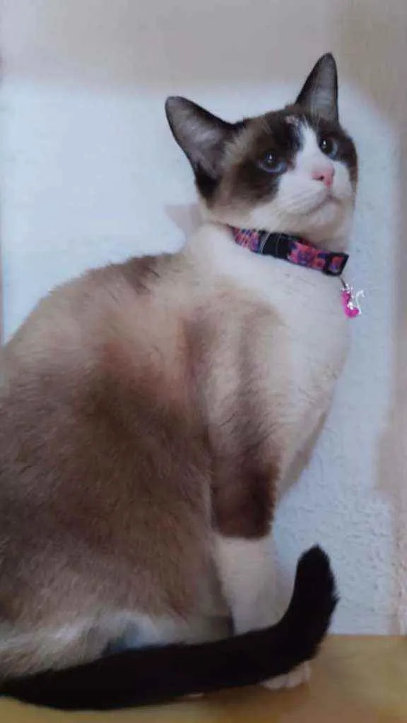 Gato raça SRD  idade Abaixo de 2 meses nome Lindos gatinhos 