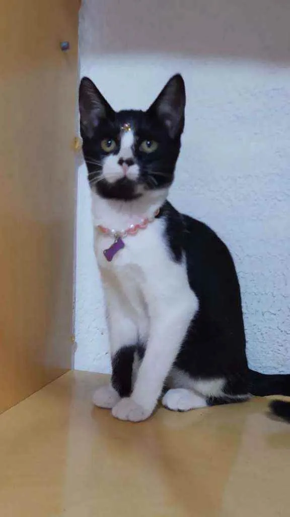 Gato raça SRD  idade Abaixo de 2 meses nome Lindos gatinhos 