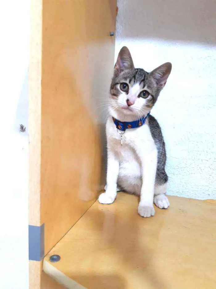 Gato raça SRD  idade Abaixo de 2 meses nome Lindos gatinhos 