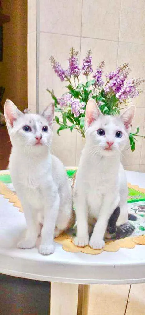 Gato raça SRD  idade Abaixo de 2 meses nome Lindos gatinhos 