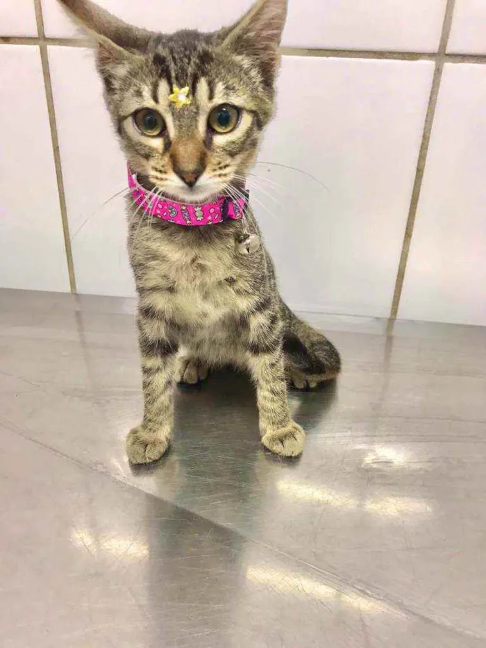 Gato raça SRD  idade Abaixo de 2 meses nome Lindos gatinhos 