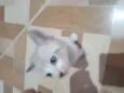 Charada