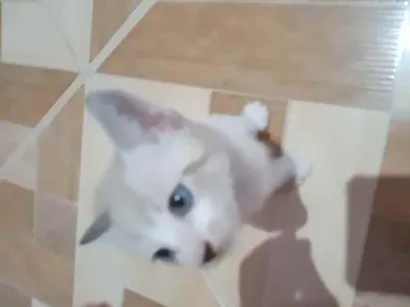Gato raça Cianes com vira lata idade Abaixo de 2 meses nome Charada 