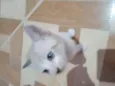 Charada
