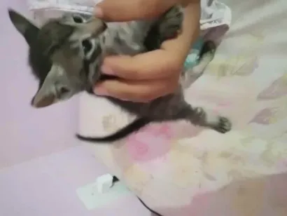 Gato raça Cianes com vira lata idade Abaixo de 2 meses nome Jubileu