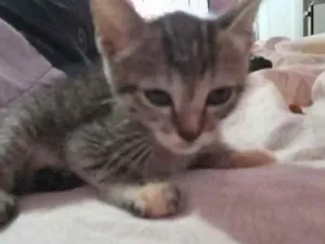 Gato raça Cianes com vira lata idade Abaixo de 2 meses nome Cheytim