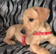 Scooby