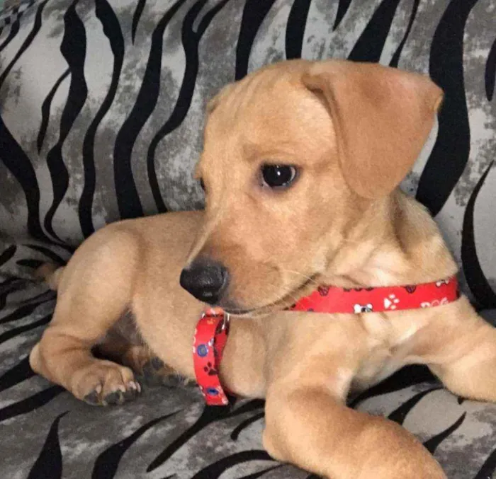 Cachorro ra a Vira lata idade 2 a 6 meses nome Scooby