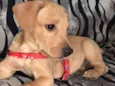 Scooby